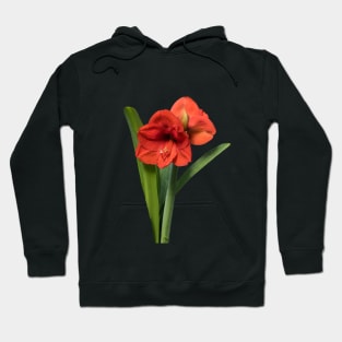 Red Amaryllis Hoodie